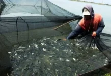 Lebak Regency Targets Freshwater Fish Self-Sufficiency by 2027
