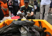 BRIN Warns Invasive Fish Threaten Indonesia’s Ecosystems