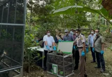 BKSDA Bengkulu Releases 942 Birds Following Illegal Trade Crackdown