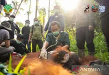 Orangutan Translocated in West Kalimantan to Reduce Human-Wildlife Conflict