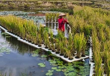 BRMP Rawa Unveils Floating Rice Technology for Swampy Landscapes