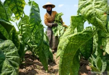 Additive Ingredient Limits Seen as Harmful to Indonesian Tobacco Industry