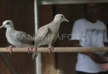 Quarantine Officers Foil Illegal Wildlife Smuggling on Passenger Bus in Lampung