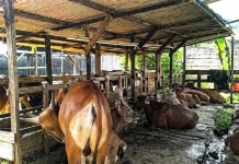 Authorities Urge Careful Selection of Sacrificial Animals Ahead of Eid al-Ad