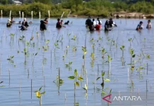 Silvofishery Offers Sustainable Path for Aceh’s Mangrove Ecosystems