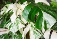 BRIN Pushes Mutation Strategy for High-Value Ornamental Plants
