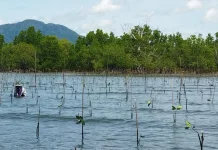 Gorontalo Protects 23,000 Hectares of Critical Mangrove Ecosystems
