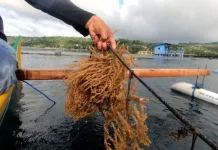 Simeulue Launches Seaweed Cultivation Pilot to Boost Marine Economy