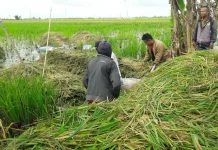 BRIN Develops Plant-Duck Bioindustry Model to Optimize Swamp Productivity