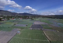 BRIN Introduces Climate-Adaptive Planting Strategies for Solok Farmers
