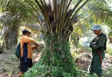 Forestry Ministry Arrests Illegal Logger in Sumatran Elephant Corridor