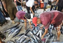 Papua Elevates Fishery Export Standards Through Rigorous Quality Oversight