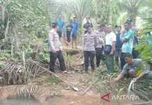 Ministry Investigates Dead Sumatran Tiger Found in Bengkulu