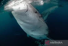 Study Reveals Whale Shark Migration Spans 13 Countries and High Seas