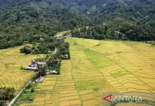 Aceh Residents Urge Halt to Gold Mining in Beutong Forest