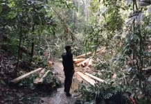 Forestry Ministry Files Charges Against TNBT Illegal Logging Suspect