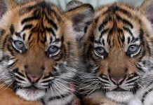 Two Sumatran Tiger Cubs Born to Snare-Survivor Parents in Lampung
