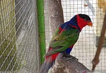 Police Dismantle Papua Bird Smuggling Route in Semarang