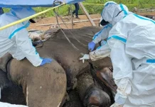 Govt Conducts Scientific Investigation of Two Sumatran Elephant Deaths
