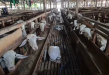 House Urges Stricter Animal Health Checks Ahead of Eid al-Adha