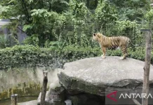 BBKSDA to Translocate Bandung Zoo Animals to Conservation Centers