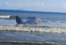 Fifteen Meter Sperm Whale Found Beached and Dead on Jembrana Coast, Bali