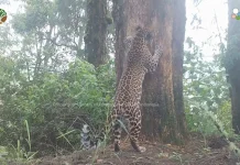 Javan Leopard Survey Finds Eight in Bromo Tengger Semeru