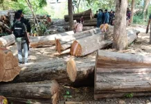 Baluran Logging Kingpin Faces Trial as Illegal Timber Case Hits Phase II