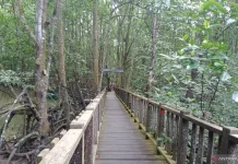 North Penajam to Boost Sustainable Mangrove Tourism
