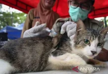 South Jakarta Vaccinates Over 1,700 Animals Against Rabies