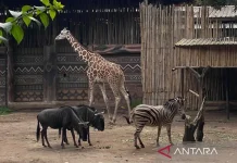 Taman Safari Indonesia Eyes Management of Bandung Zoo in Upcoming Auction
