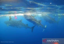 West Nusa Tenggara Designates Saleh Bay as Protected Conservation Zone