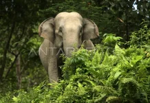 Government Issues Presidential Instruction to Save Endangered Elephants
