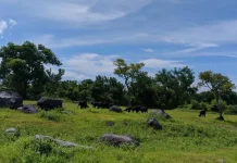 Savana Tianyar Captivates Tourists with its "Wild" Aesthetic