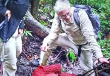 Rare Twin Bloom of Rafflesia Captivates Visitors in Palupuh