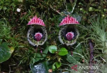 BRIN Documents Ten New Orchid Species Records Across Indonesia