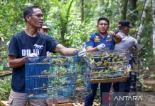 A Thousand Birds Get Second Chance at Life After Smuggling Foiled in Labuan Bajo