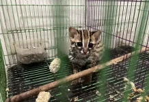 Six Rescued Wildcats Spark Wildlife Trafficking Case Heading to Court in Medan