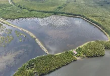 Indonesia Champions Global Partnerships via World Mangrove Center at UN Forum