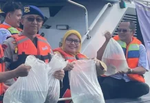 As Many as 183 Napoleon Wrasse Released into Kepulauan Seribu Waters