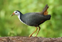 BRIN Reveals Why Siantar’s Ruak-Ruak Tastes Unique