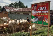 Health Ministry Warns of Zoonotic Risks During Eid al-Adha 2026