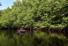 Indonesia Promotes Global Partnership Through World Mangrove Center