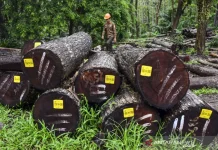 Indonesia Strengthens US Timber Exports with SVLK+ Certification