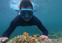 Pahawang Island, Lampung’s Maldives-Like Marine Escape