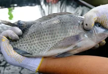 Indonesian Tilapia Emerges as Key Export Commodity