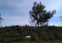 Sulawesi Illegal Logging Syndicate Faces Trial Over Forged Documents