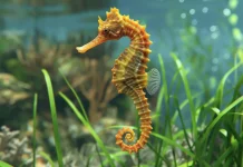 Indonesia’s 13 Seahorse Species Face Rising Trade Threats