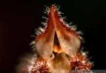 Two New Orchid Species Recorded on Mount Semeru in Historic Breakthrough for Java