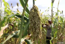 PLN Develops Sorghum to Boost Biomass Supply for Coal-Fired Plants
